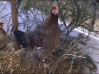 Gotlandhuhn