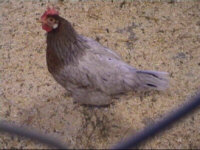 Gotlandhuhn