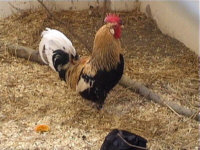Gotlandhuhn