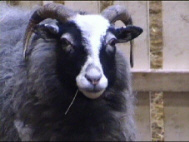 Guteschaf
