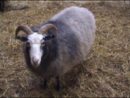 Guteschaf