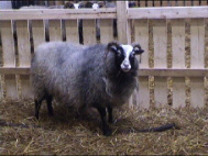 Guteschaf