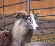 Guteschaf
