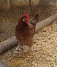 Huhn