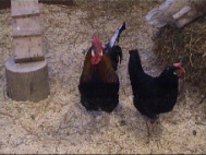 Huhn