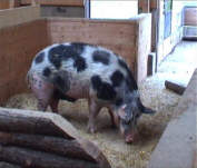 Linderödschwein