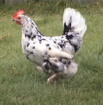 Orusthuhn