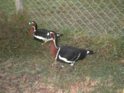 Rothalsgans