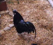 Schwarzhuhn