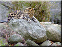 Amurleopard