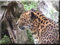 Amurleopard