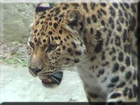 Amurleopard