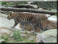 Amurleopard