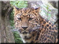 Amurleopard