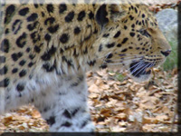 Amurleopard