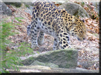 Amurleopard