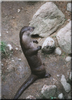 Otter