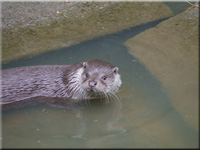 Otter