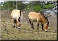 Przewalski Pferd