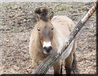 Przewalski Pferd