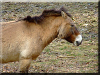 Przewalski Pferd