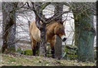 Przewalski Pferd