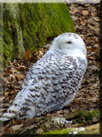 Schnee-Eule