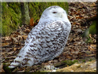 Schnee-Eule