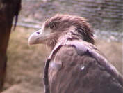 Seeadler