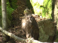 Seeadler